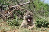 CAIRN TERRIER 028